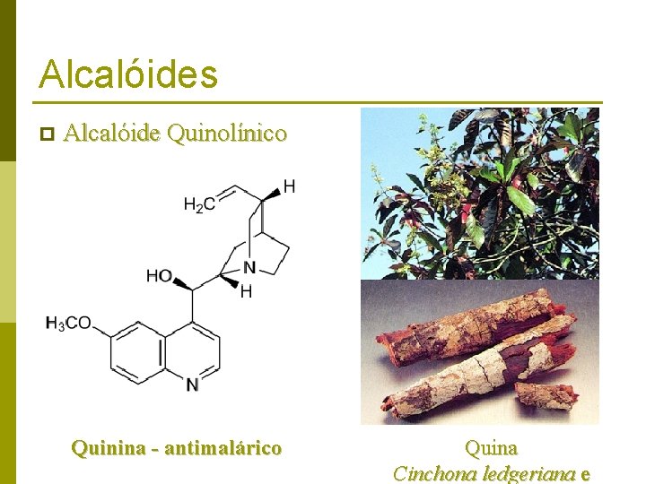 Alcalóides p Alcalóide Quinolínico Quinina - antimalárico Quina Cinchona ledgeriana e 