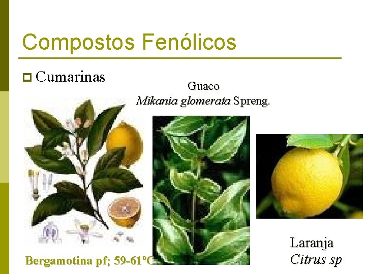 Compostos Fenólicos p Cumarinas Guaco Mikania glomerata Spreng. Bergamotina pf; 59 -61ºC Laranja Citrus