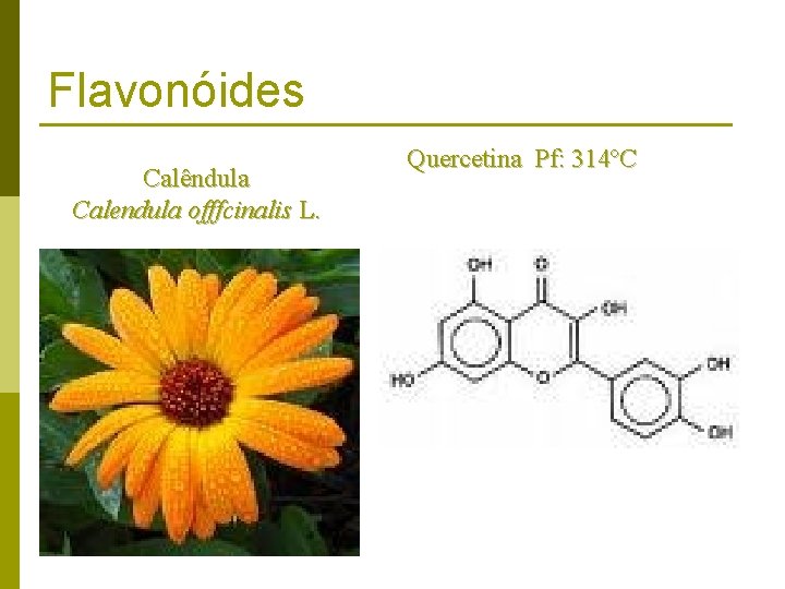 Flavonóides Calêndula Calendula offfcinalis L. Quercetina Pf: 314ºC 