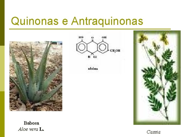 Quinonas e Antraquinonas Babosa Aloe vera L. Cassia 