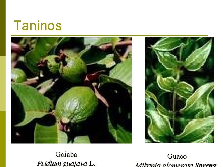 Taninos Goiaba Psidium guajava L. Guaco 