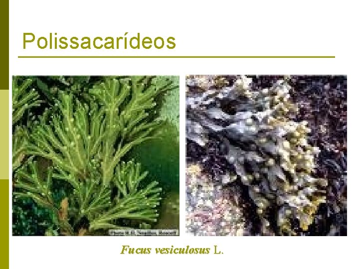 Polissacarídeos Fucus vesiculosus L. 