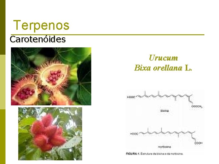 Terpenos Carotenóides Urucum Bixa orellana L. 