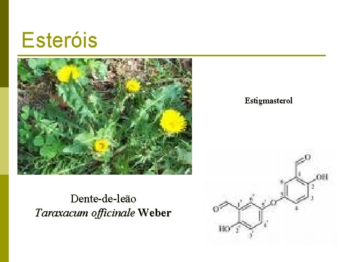 Esteróis Estigmasterol Dente-de-leão Taraxacum officinale Weber 