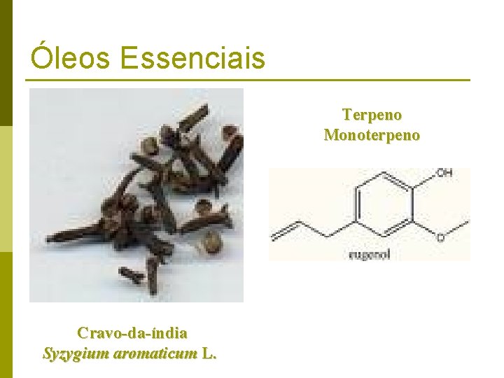 Óleos Essenciais Terpeno Monoterpeno Cravo-da-índia Syzygium aromaticum L. 