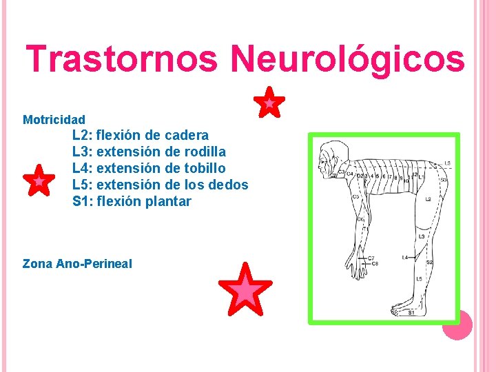 Trastornos Neurológicos Clasificación ASIA Motricidad L 2: flexión de cadera L 3: extensión de