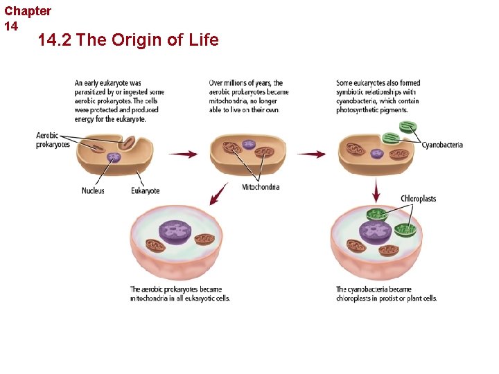 The History of Life the Origin of Species