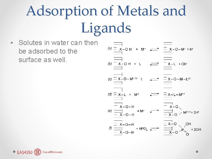 Adsorption of Metals and Ligands • Solutes in water can then be adsorbed to Adsorption of Metals and Ligands • Solutes in water can then be adsorbed to