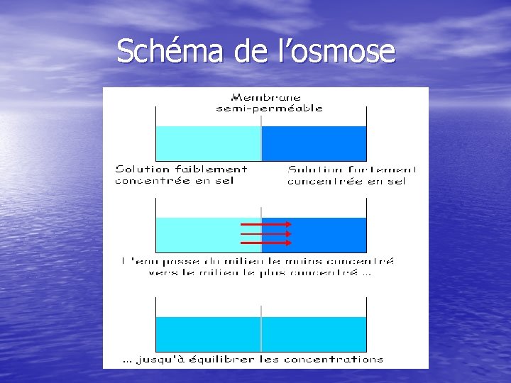 Schéma de l’osmose 