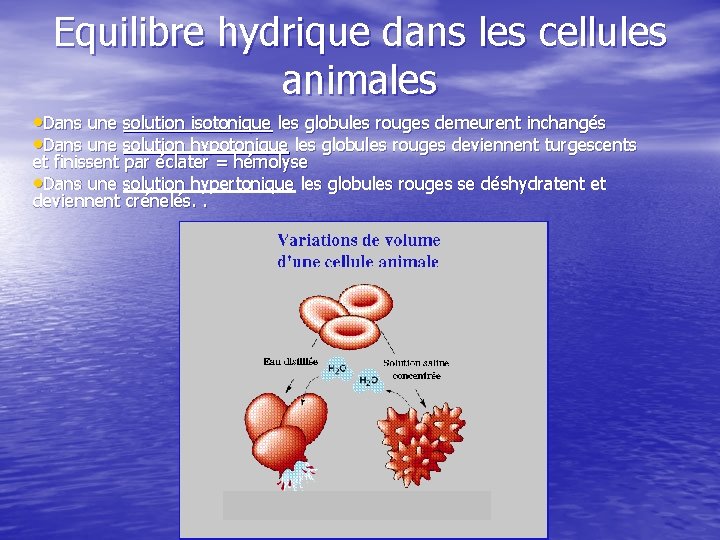 Equilibre hydrique dans les cellules animales • Dans une solution isotonique les globules rouges