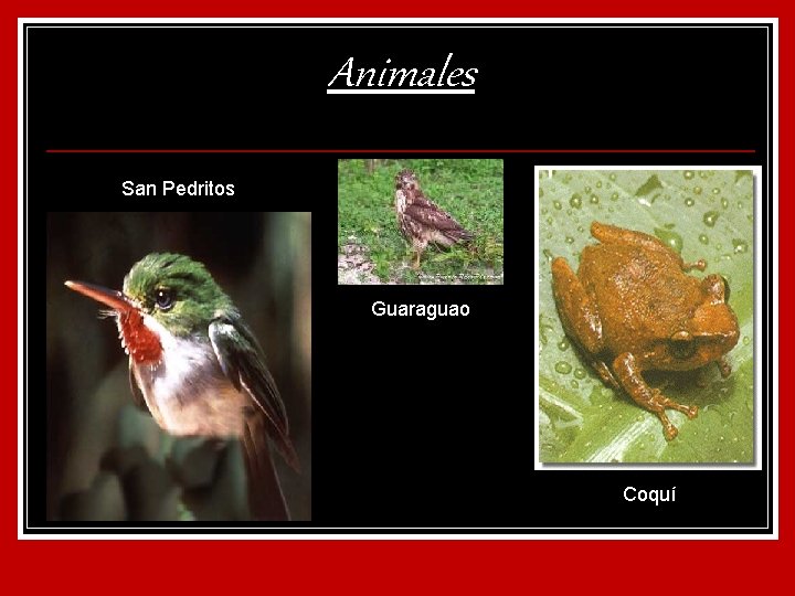 Animales San Pedritos Guaraguao Coquí 