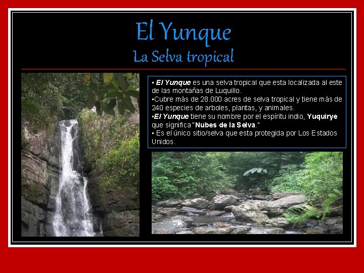 El Yunque La Selva tropical • El Yunque es una selva tropical que esta
