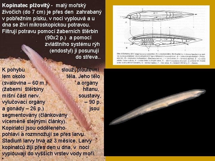 Kopinatec plžovitý - malý mořský živočich (do 7 cm) je přes den zahrabaný v