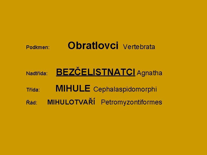 Obratlovci Vertebrata Podkmen: Nadtřída: BEZČELISTNATCI Agnatha Třída: MIHULE Cephalaspidomorphi Řád: MIHULOTVAŘÍ Petromyzontiformes 