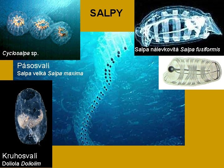 SALPY Cyclosalpa sp. Pásosvalí Salpa velká Salpa maxima Kruhosvalí Doliola Doliolim Salpa nálevkovitá Salpa