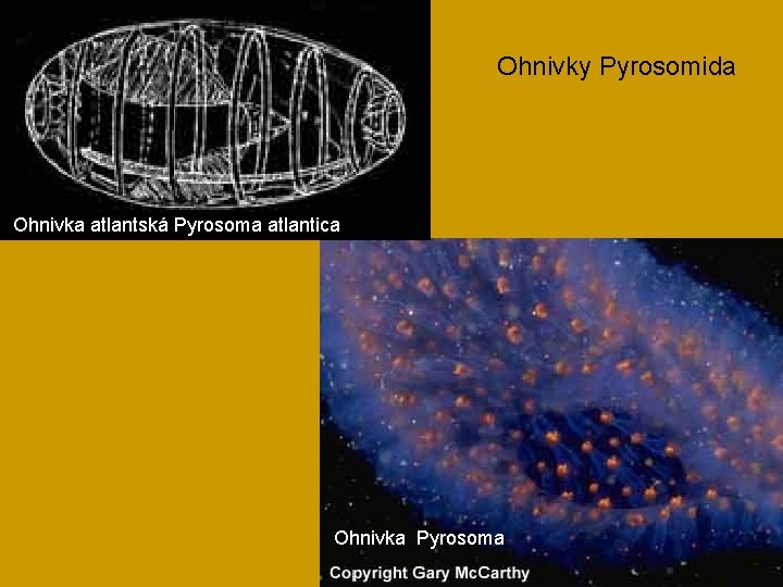 Ohnivky Pyrosomida Ohnivka atlantská Pyrosoma atlantica Ohnivka Pyrosoma 