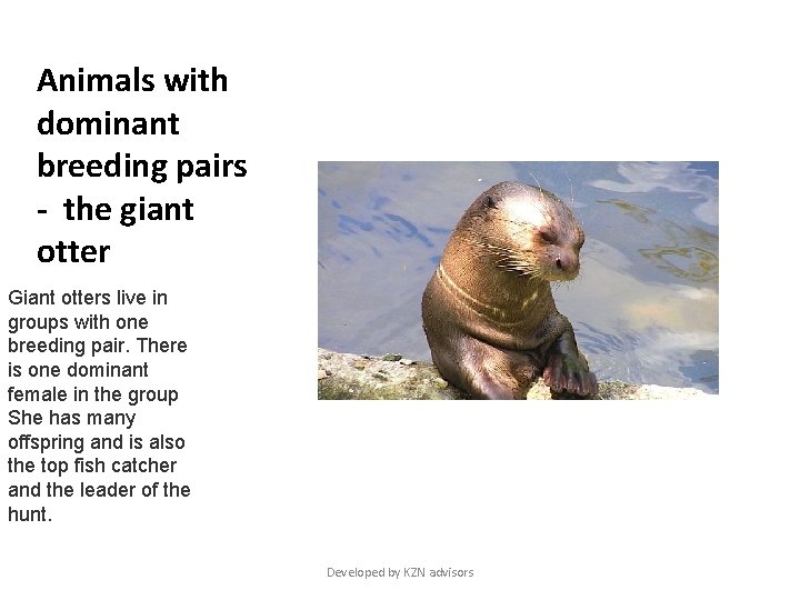 Animals with dominant breeding pairs - the giant otter Giant otters live in groups