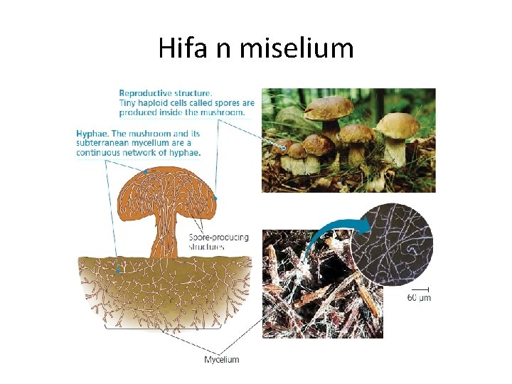 Hifa n miselium 