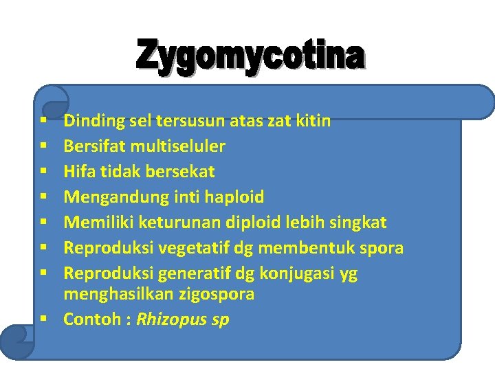  Dinding sel tersusun atas zat kitin Bersifat multiseluler Hifa tidak bersekat Mengandung inti