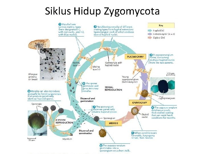 Siklus Hidup Zygomycota 