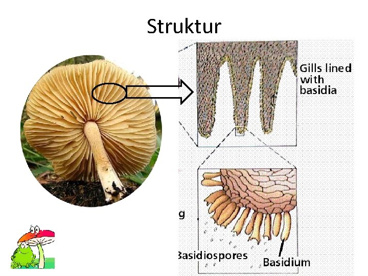 Struktur 