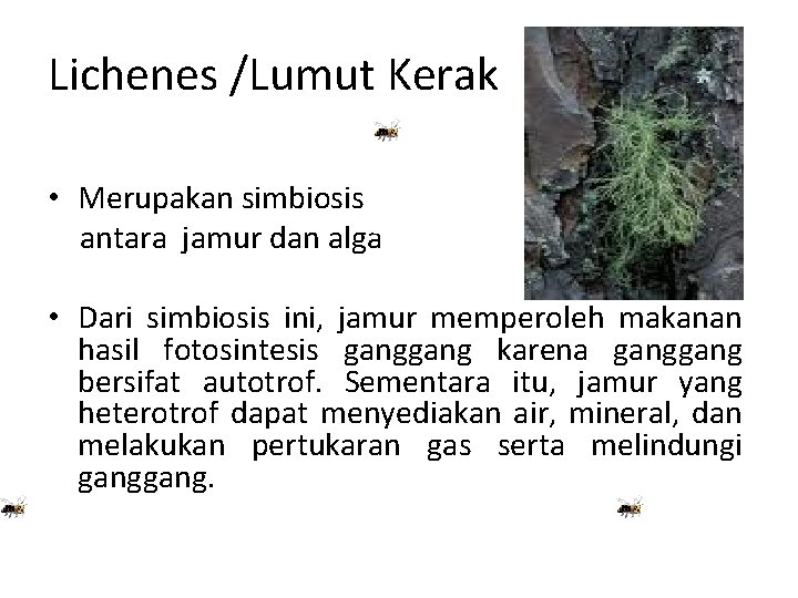Lichenes /Lumut Kerak • Merupakan simbiosis antara jamur dan alga • Dari simbiosis ini,