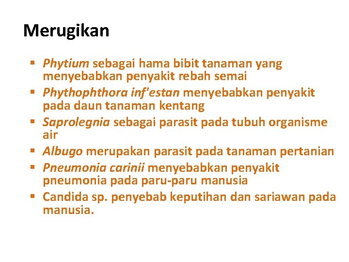Merugikan § Phytium sebagai hama bibit tanaman yang menyebabkan penyakit rebah semai § Phythophthora