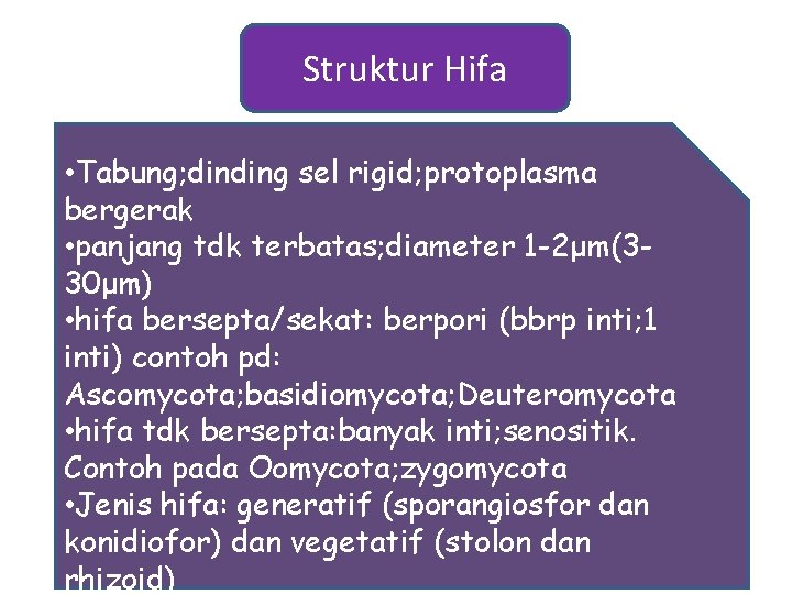 Struktur Hifa • Tabung; dinding sel rigid; protoplasma bergerak • panjang tdk terbatas; diameter