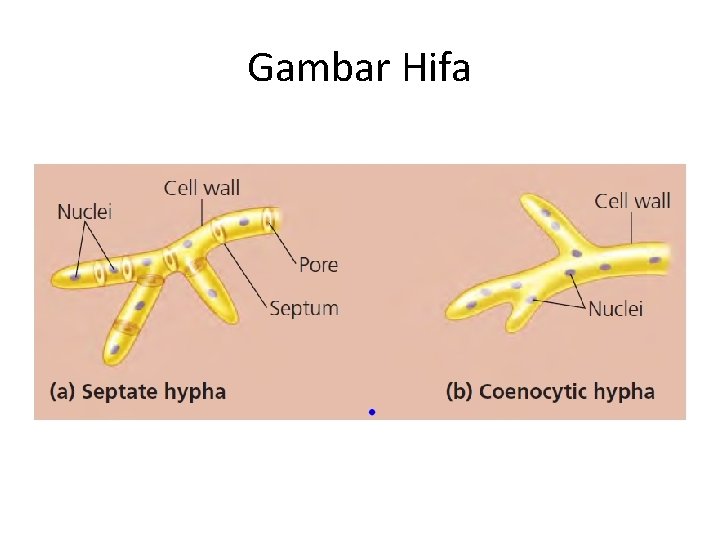 Gambar Hifa 