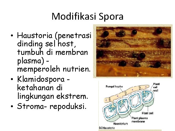 Modifikasi Spora • Haustoria (penetrasi dinding sel host, tumbuh di membran plasma) memperoleh nutrien.