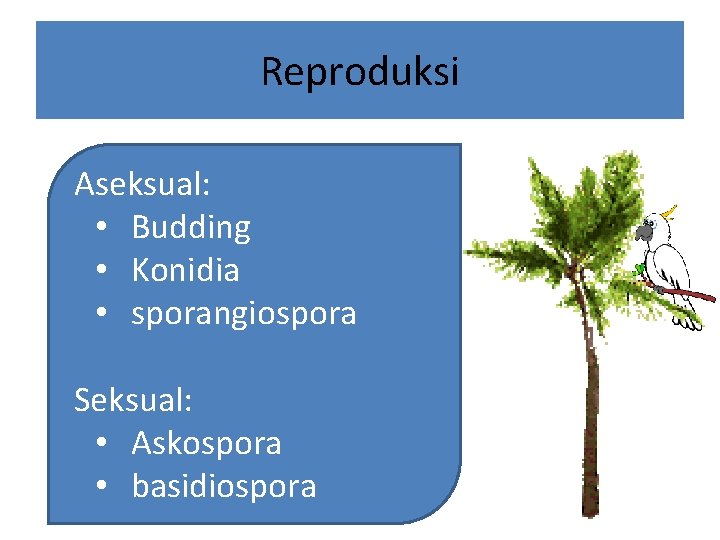 Reproduksi Aseksual: • Budding • Konidia • sporangiospora Seksual: • Askospora • basidiospora 