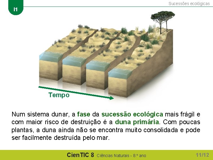 Sucessões ecológicas I 1 Tempo Num sistema dunar, a fase da sucessão ecológica mais