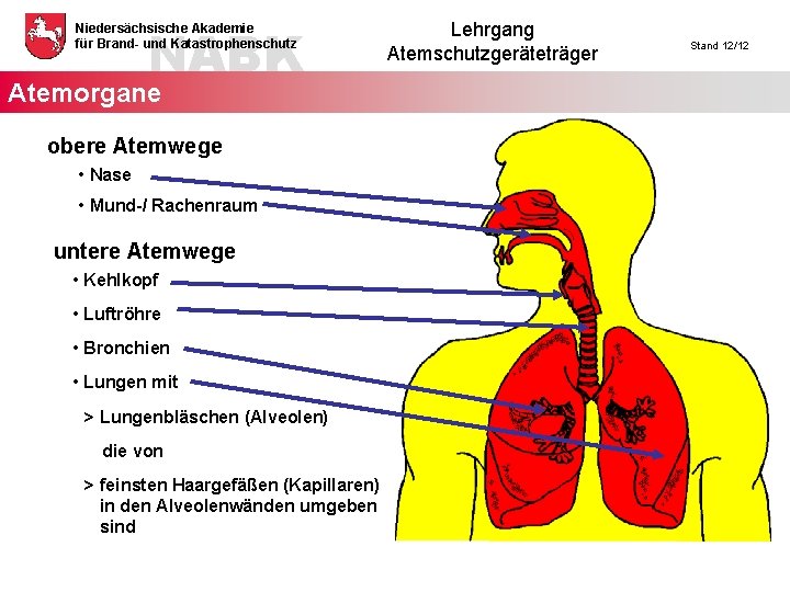 NABK Niedersächsische Akademie für Brand- und Katastrophenschutz Atemorgane obere Atemwege • Nase • Mund-/