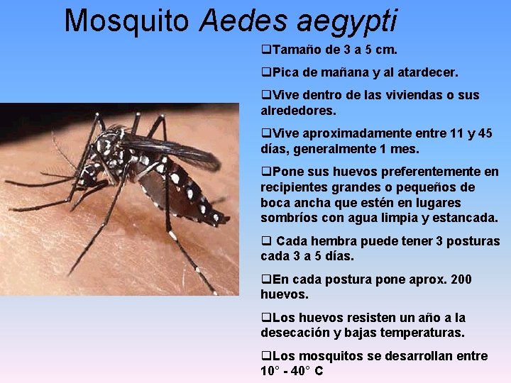 Mosquito Aedes aegypti q. Tamaño de 3 a 5 cm. q. Pica de mañana