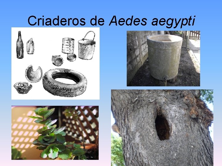 Criaderos de Aedes aegypti 