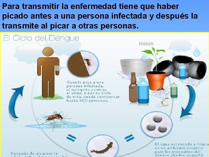 Para transmitir la enfermedad tiene que haber picado antes a una persona infectada y