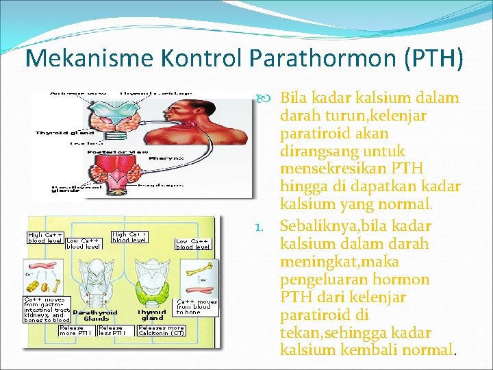 Mekanisme Kontrol Parathormon (PTH) Bila kadar kalsium dalam darah turun, kelenjar paratiroid akan dirangsang