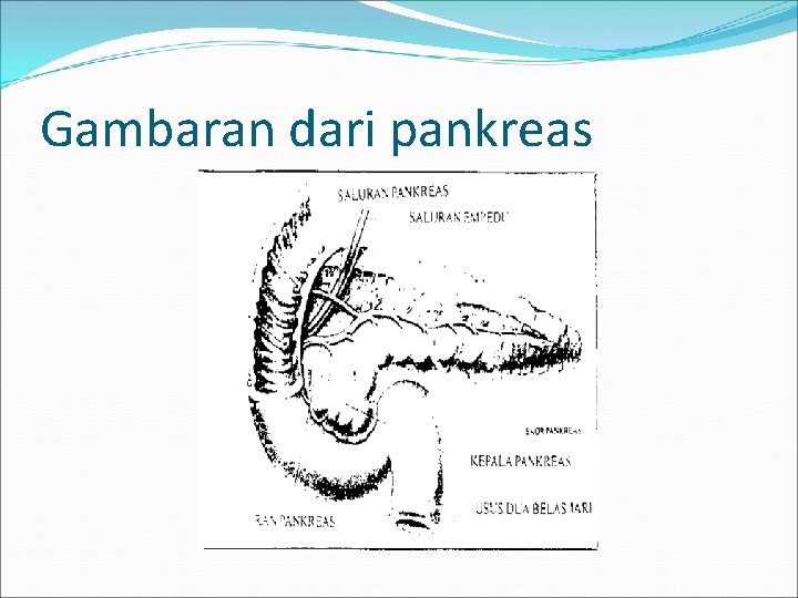 Gambaran dari pankreas 