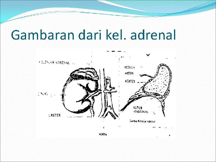 Gambaran dari kel. adrenal 