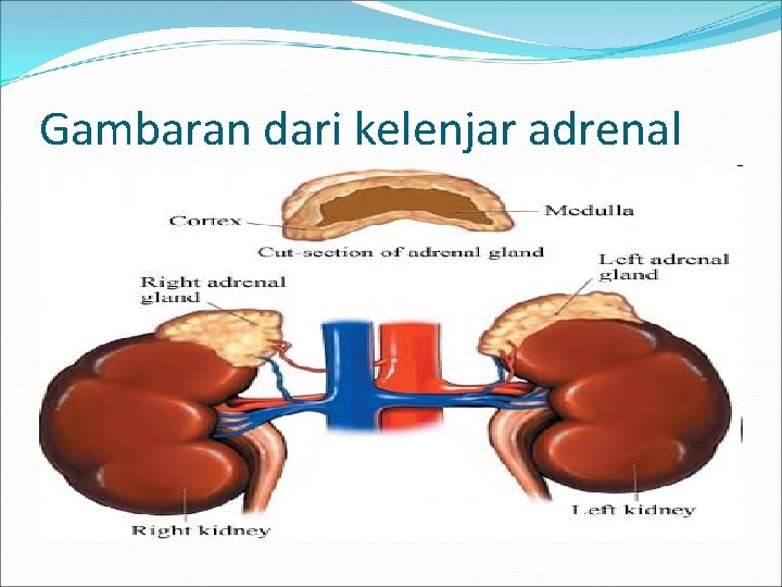 Gambaran dari kelenjar adrenal 