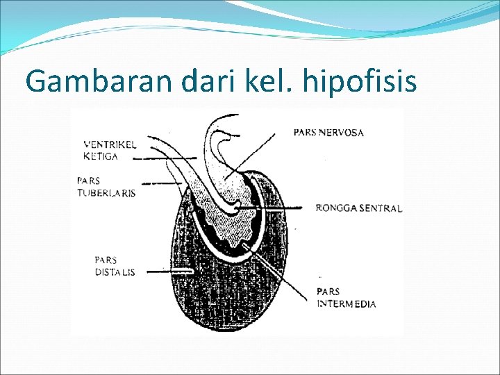 Gambaran dari kel. hipofisis 