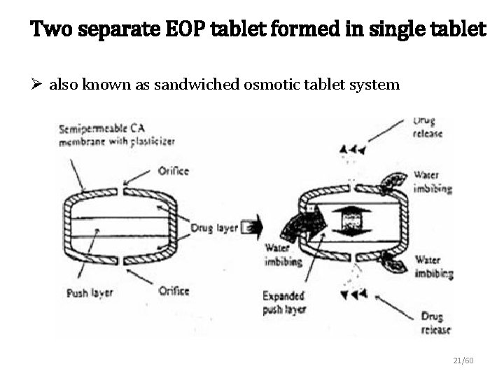 Two separate EOP tablet formed in single tablet Ø also known as sandwiched osmotic