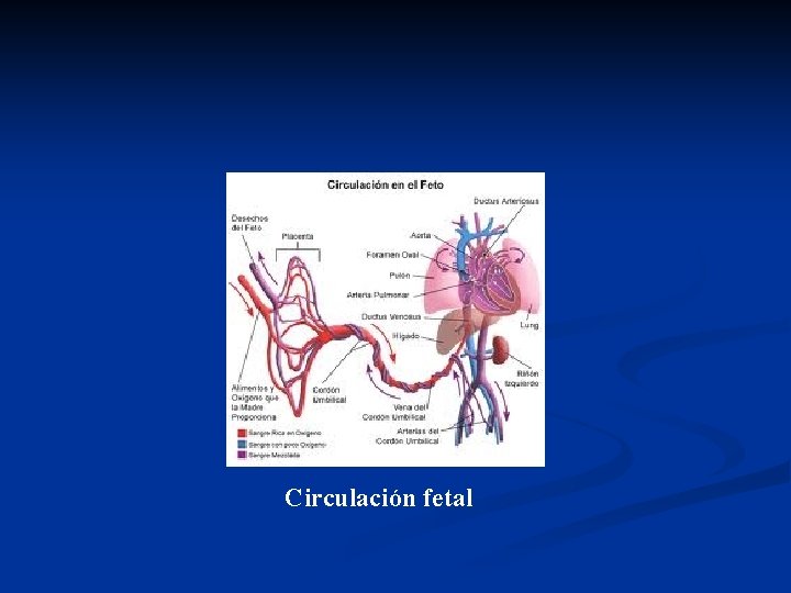 Circulación fetal 