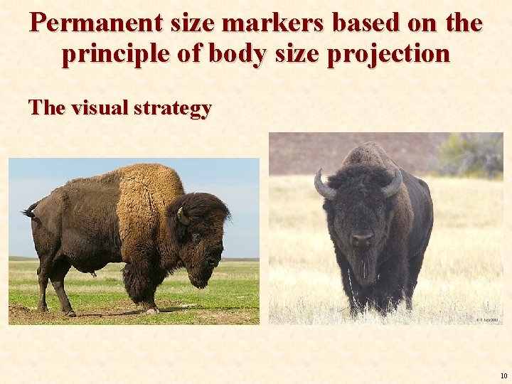 Permanent size markers based on the principle of body size projection The visual strategy Permanent size markers based on the principle of body size projection The visual strategy
