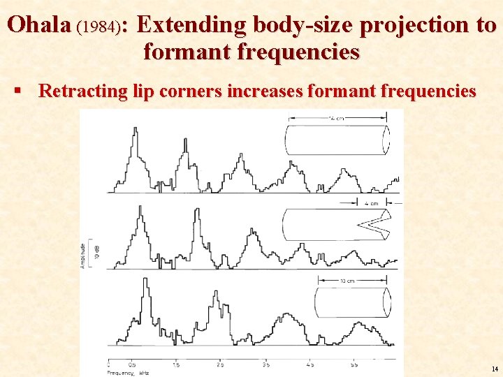 Ohala (1984): Extending body-size projection to formant frequencies § Retracting lip corners increases formant Ohala (1984): Extending body-size projection to formant frequencies § Retracting lip corners increases formant