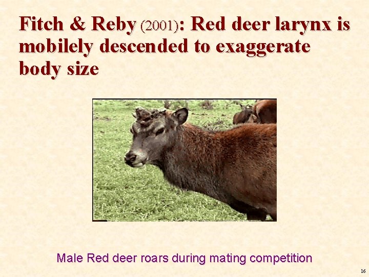 Fitch & Reby (2001): Red deer larynx is mobilely descended to exaggerate body size Fitch & Reby (2001): Red deer larynx is mobilely descended to exaggerate body size