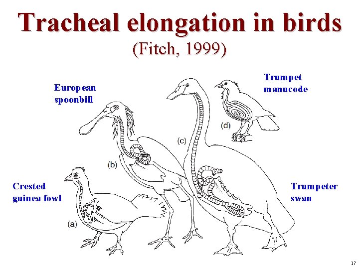 Tracheal elongation in birds (Fitch, 1999) European spoonbill Crested guinea fowl Trumpet manucode Trumpeter Tracheal elongation in birds (Fitch, 1999) European spoonbill Crested guinea fowl Trumpet manucode Trumpeter