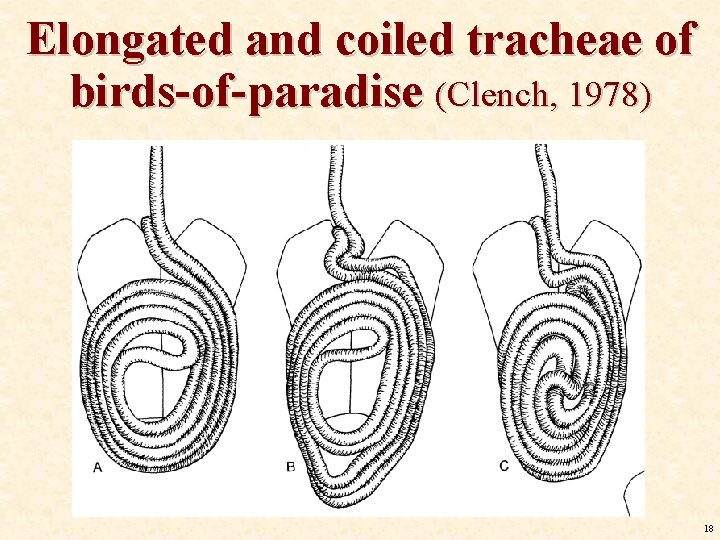 Elongated and coiled tracheae of birds-of-paradise (Clench, 1978) 18 Elongated and coiled tracheae of birds-of-paradise (Clench, 1978) 18