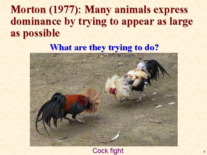 Morton (1977): Many animals express dominance by trying to appear as large as possible Morton (1977): Many animals express dominance by trying to appear as large as possible