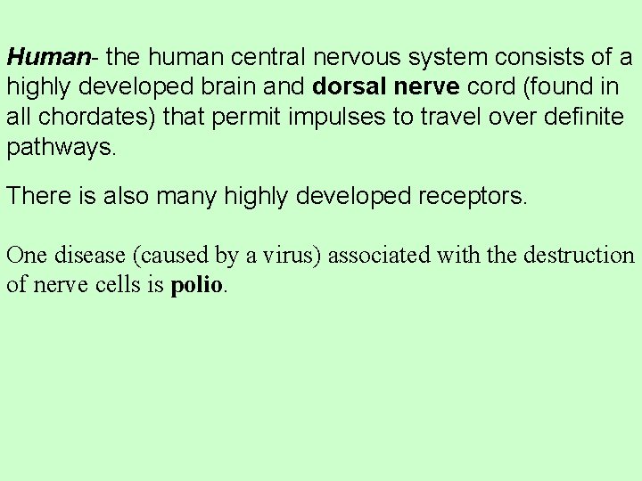 Human- the human central nervous system consists of a highly developed brain and dorsal